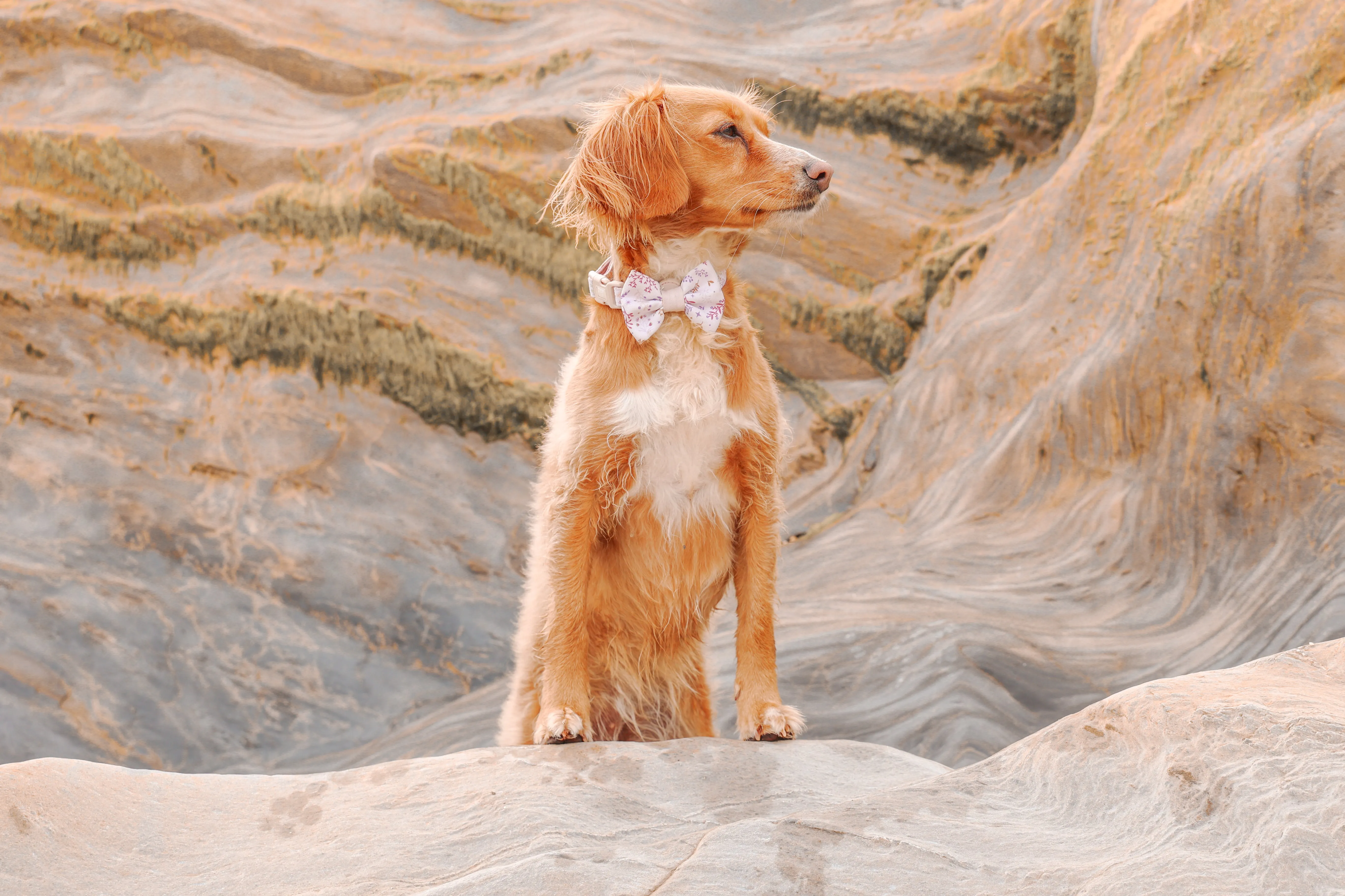 Adjustable Dog Collar: Chiswick Oyster