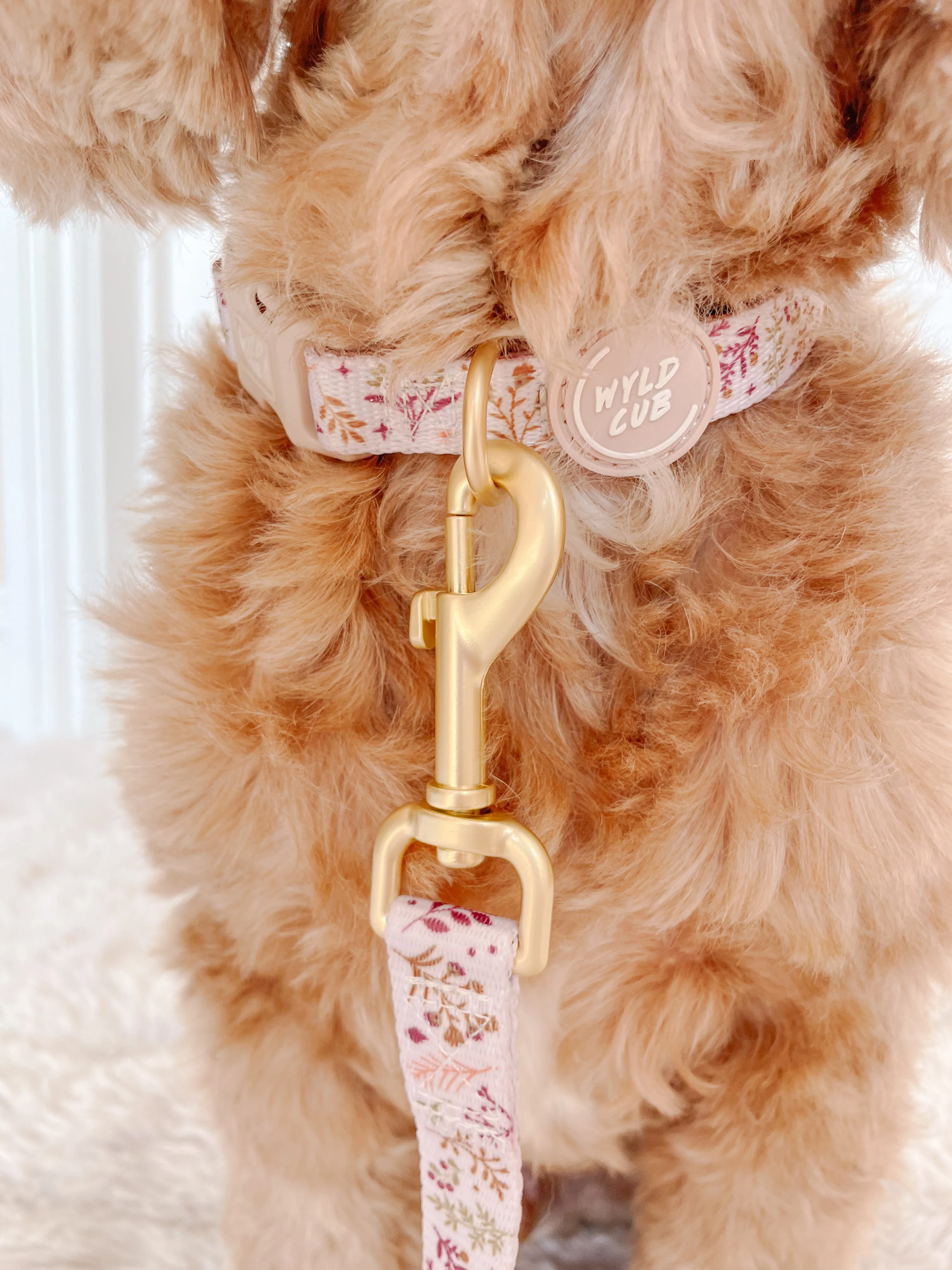 Adjustable Dog Collar: Chiswick Oyster
