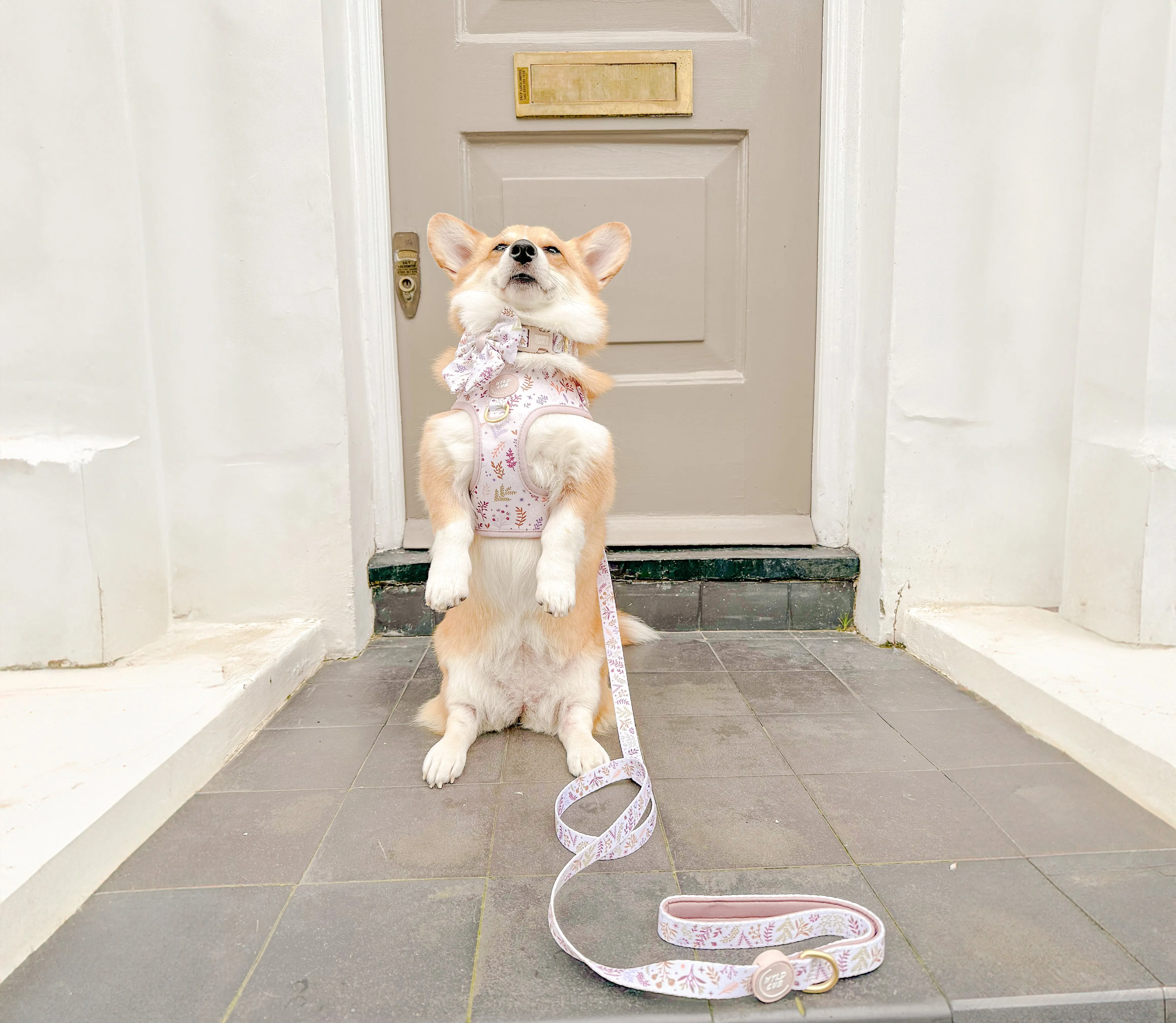 Adjustable Dog Collar: Chiswick Oyster