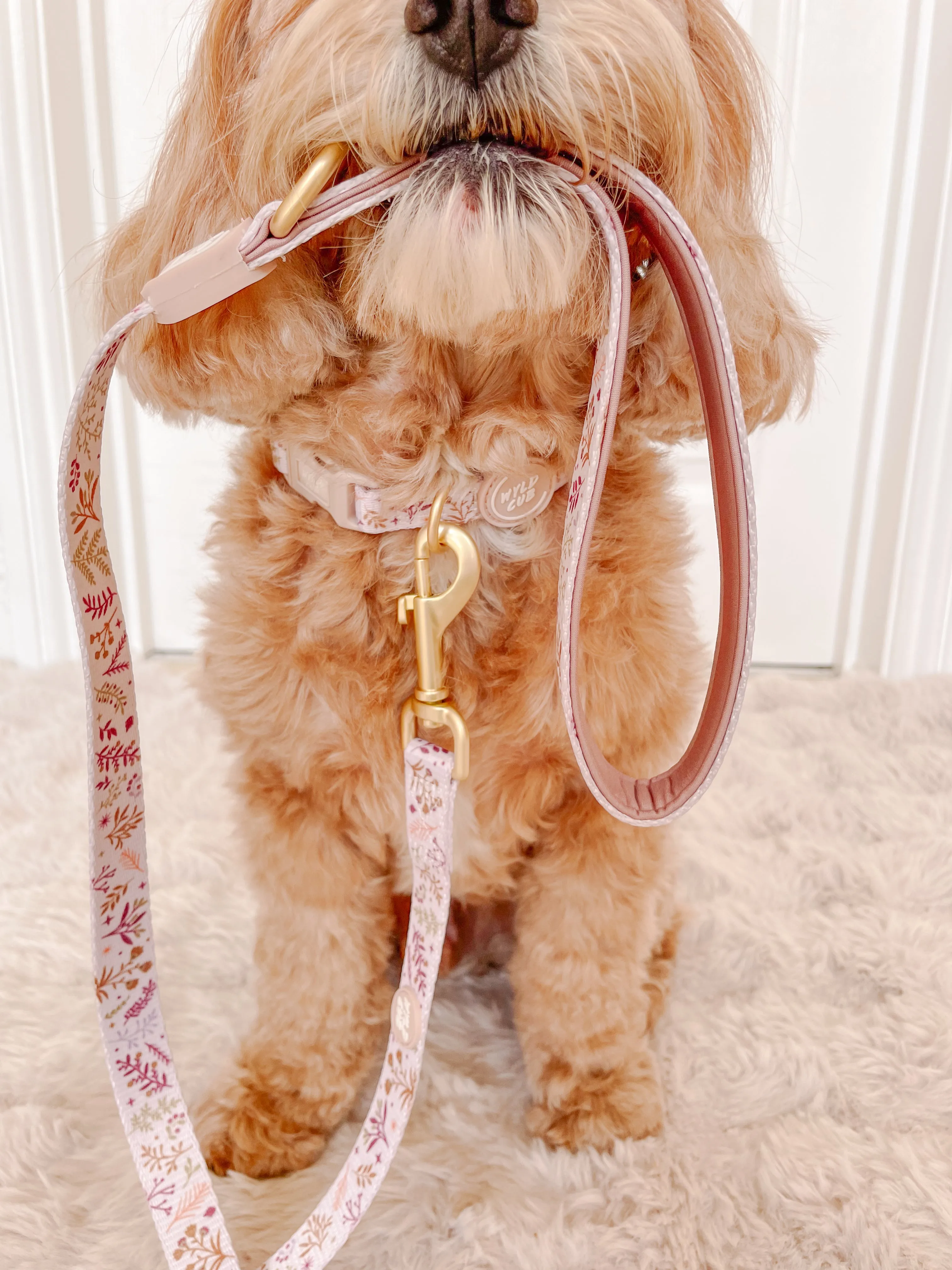 Adjustable Dog Collar: Chiswick Oyster