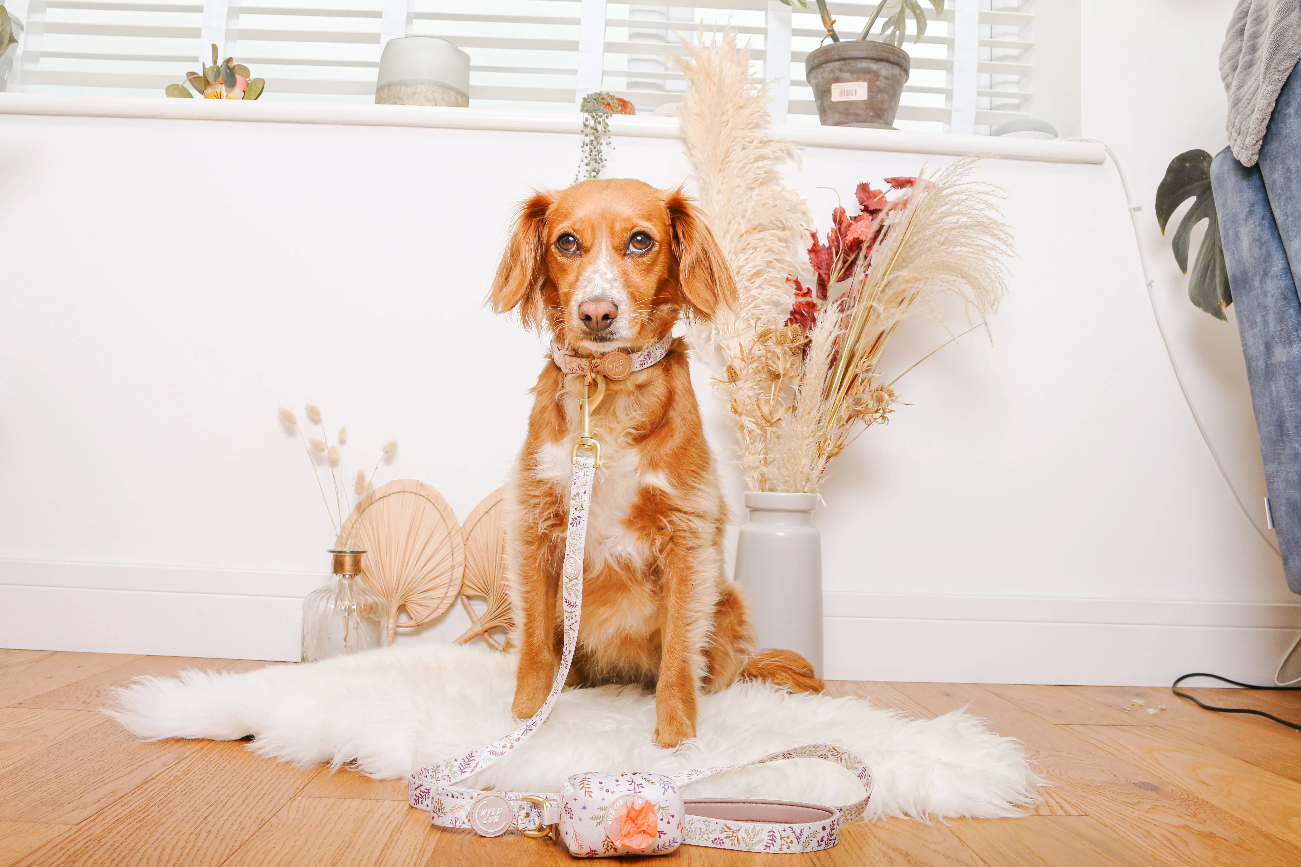 Adjustable Dog Collar: Chiswick Oyster