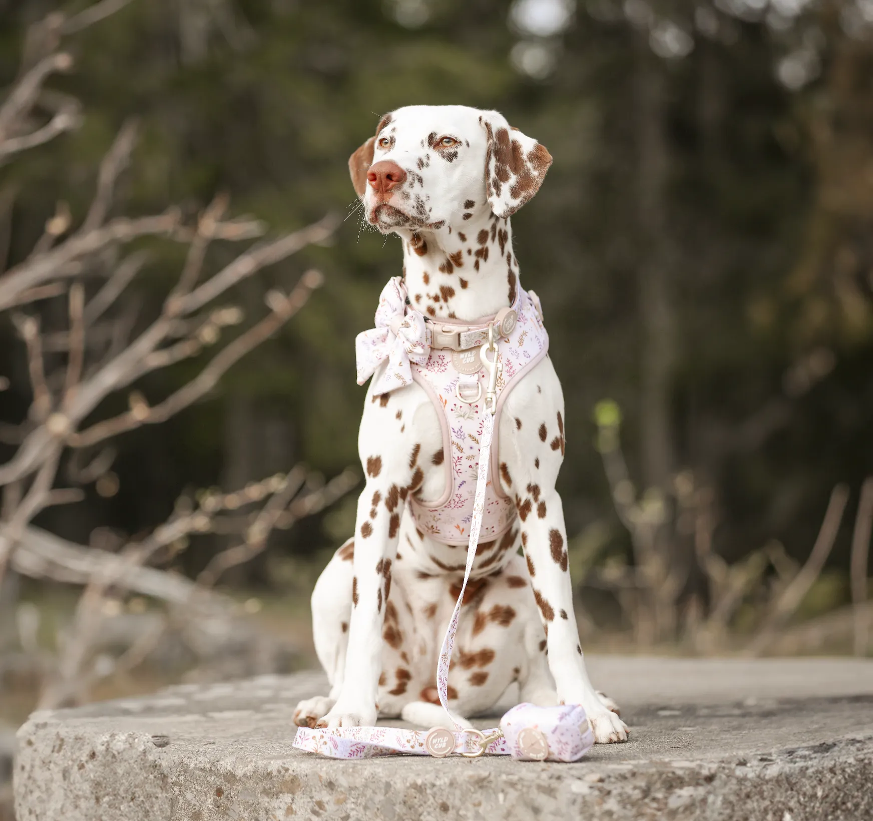 Adjustable Dog Collar: Chiswick Oyster