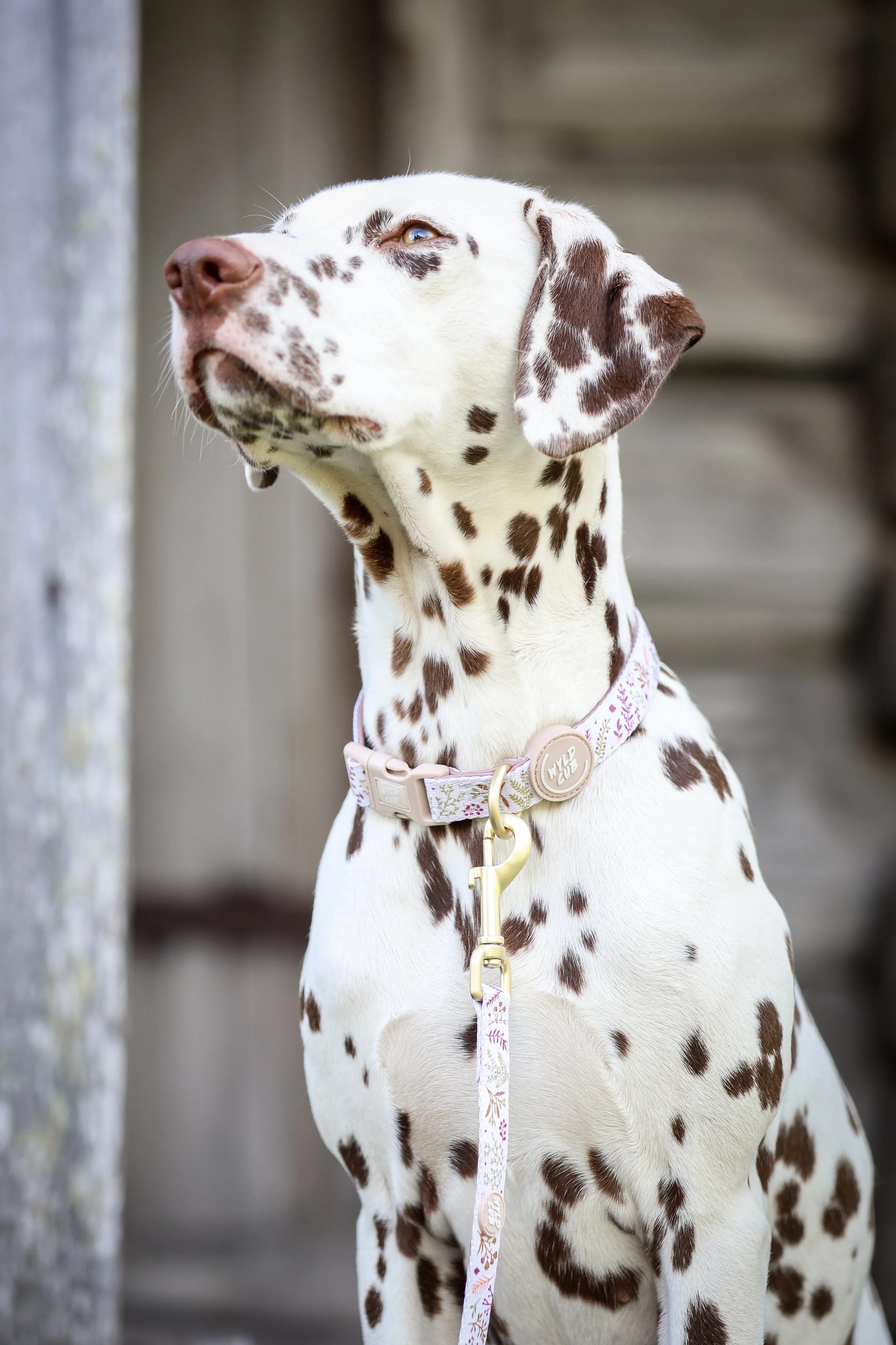 Adjustable Dog Collar: Chiswick Oyster