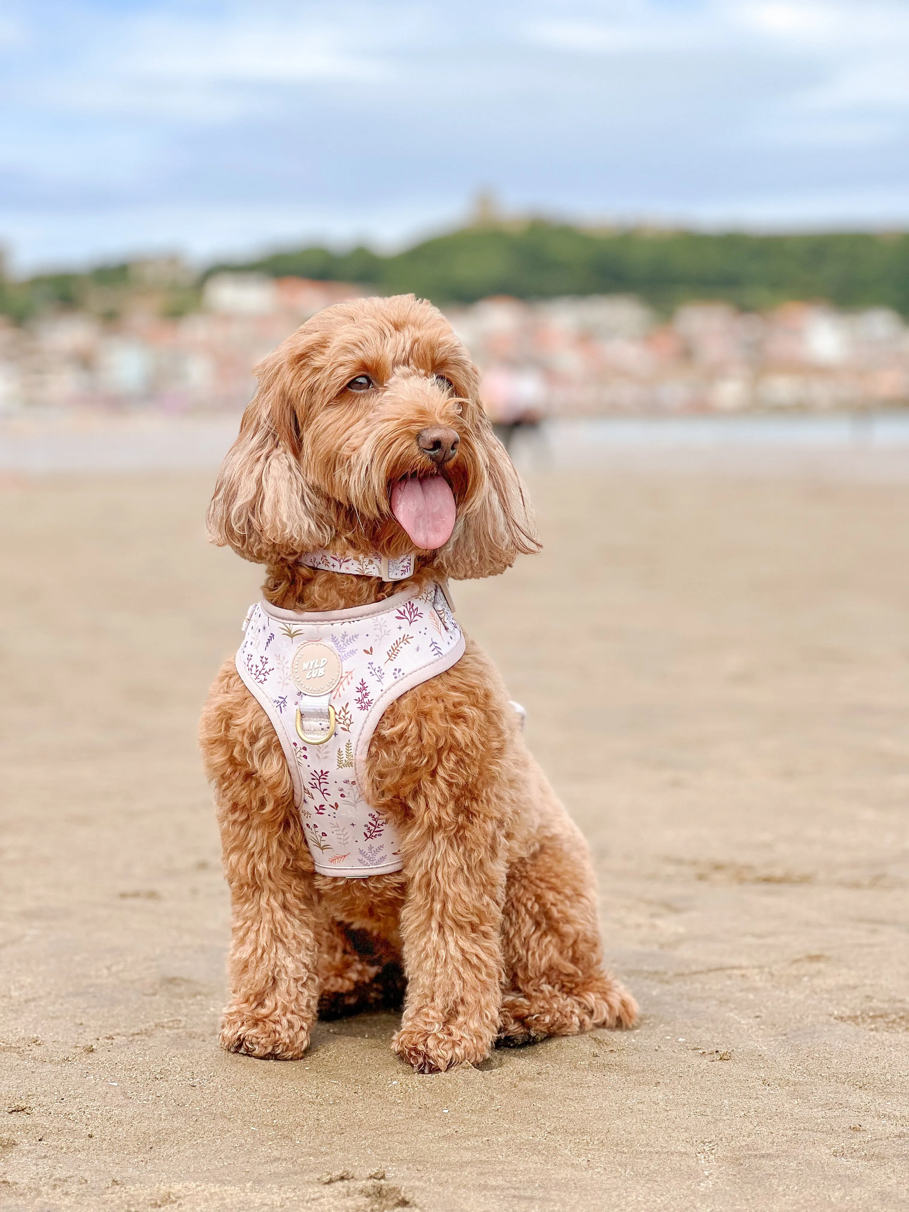 Adjustable Dog Collar: Chiswick Oyster