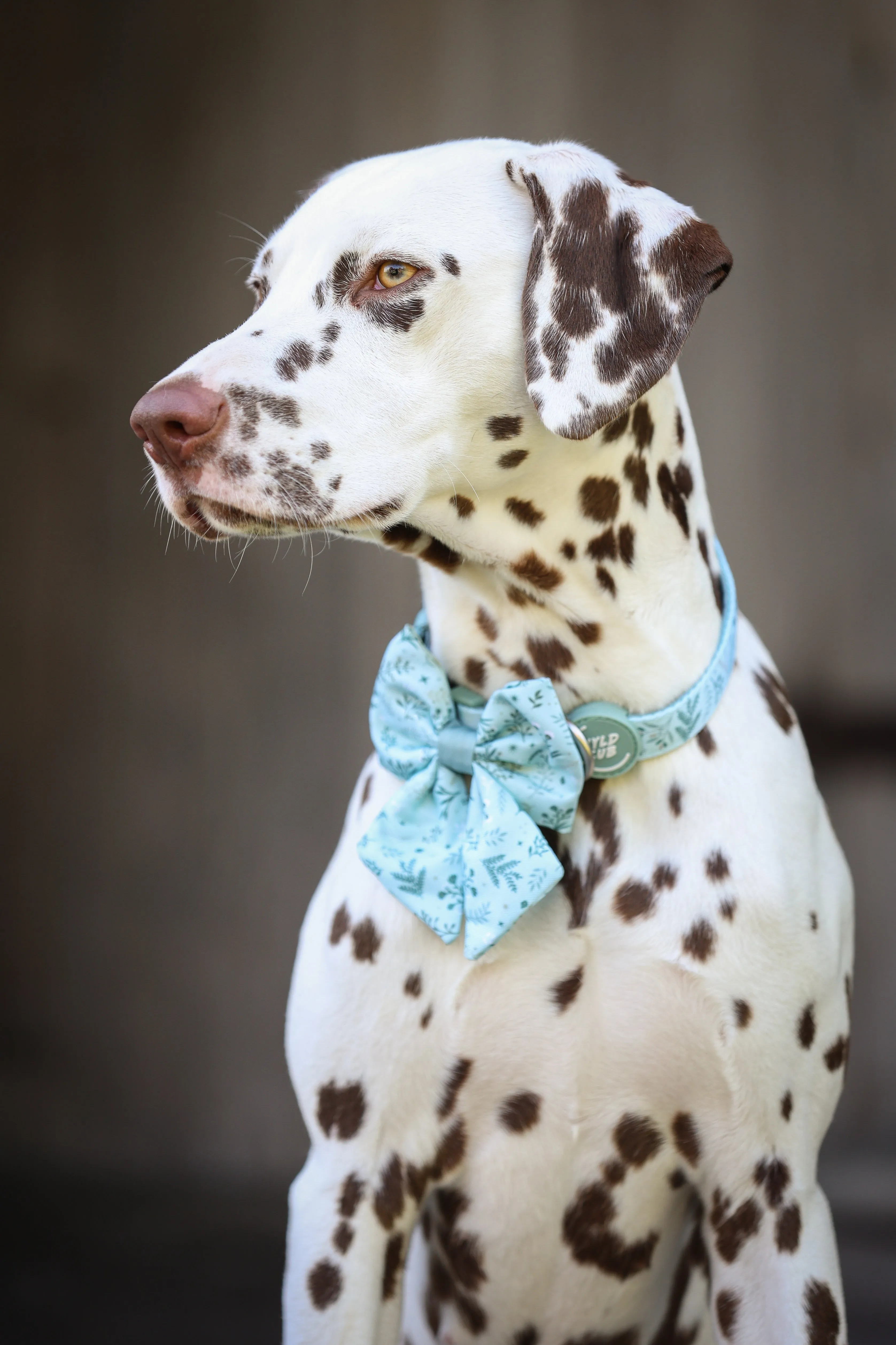 Adjustable Dog Collar: Chiswick Pistachio