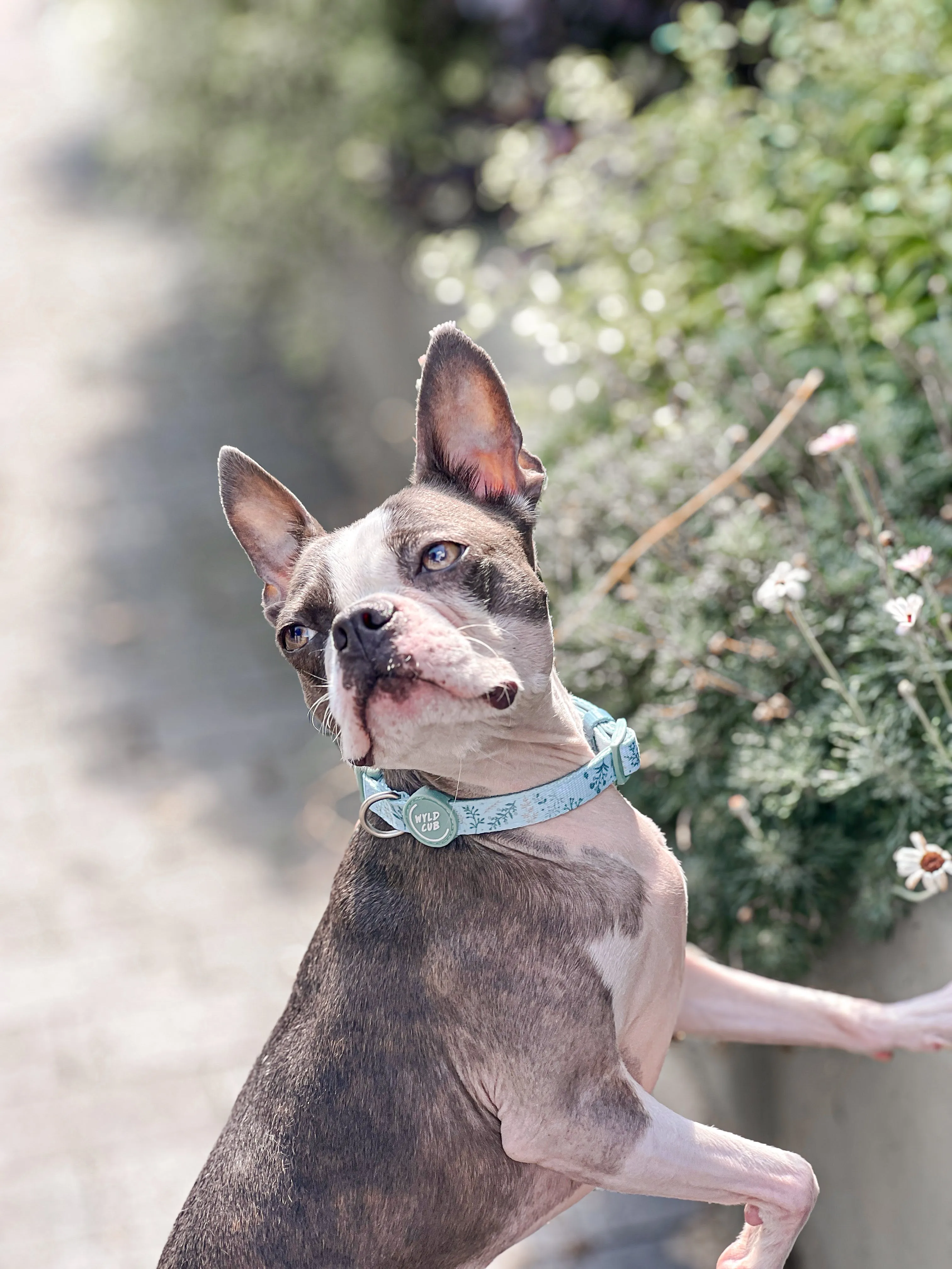Adjustable Dog Collar: Chiswick Pistachio