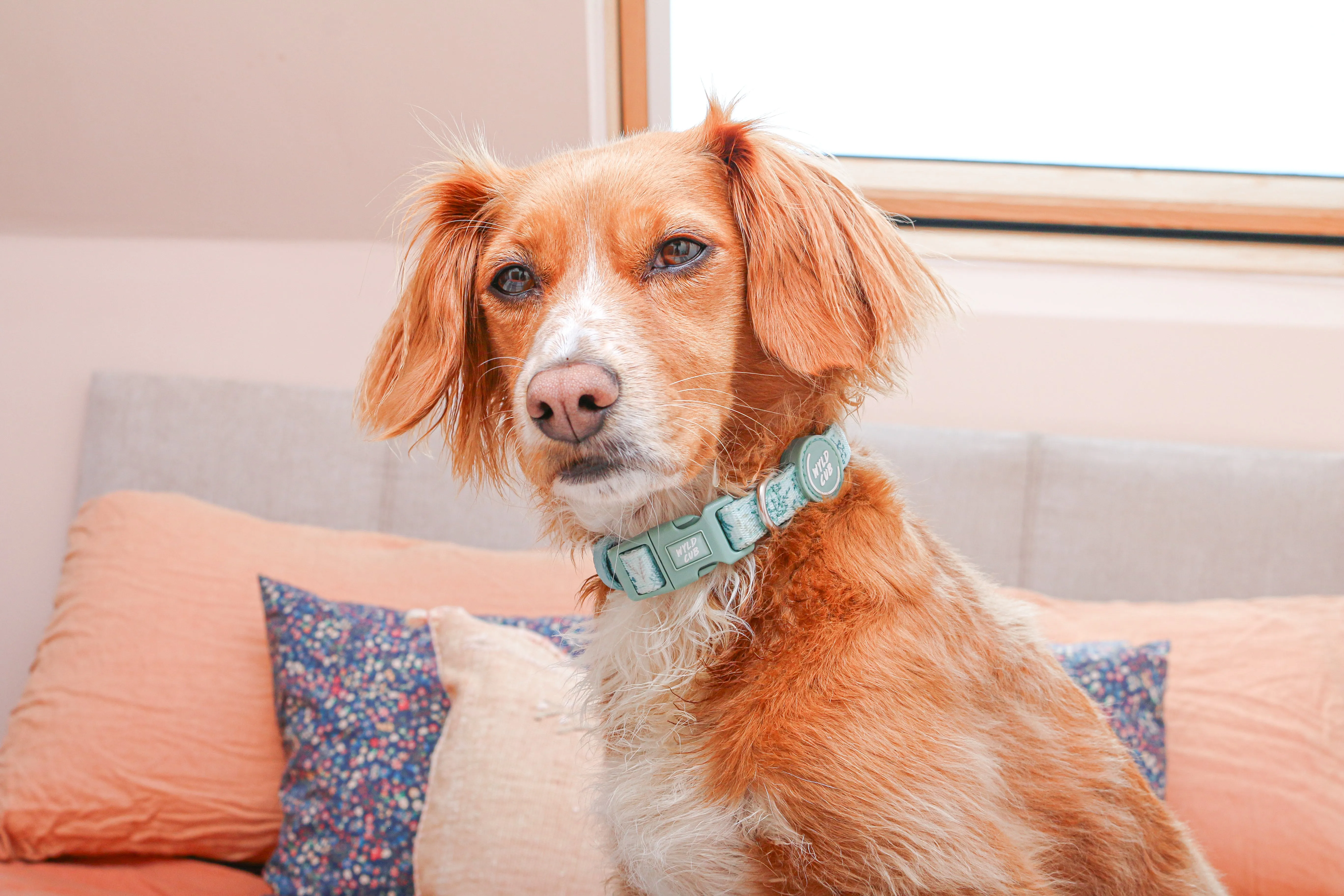 Adjustable Dog Collar: Chiswick Pistachio