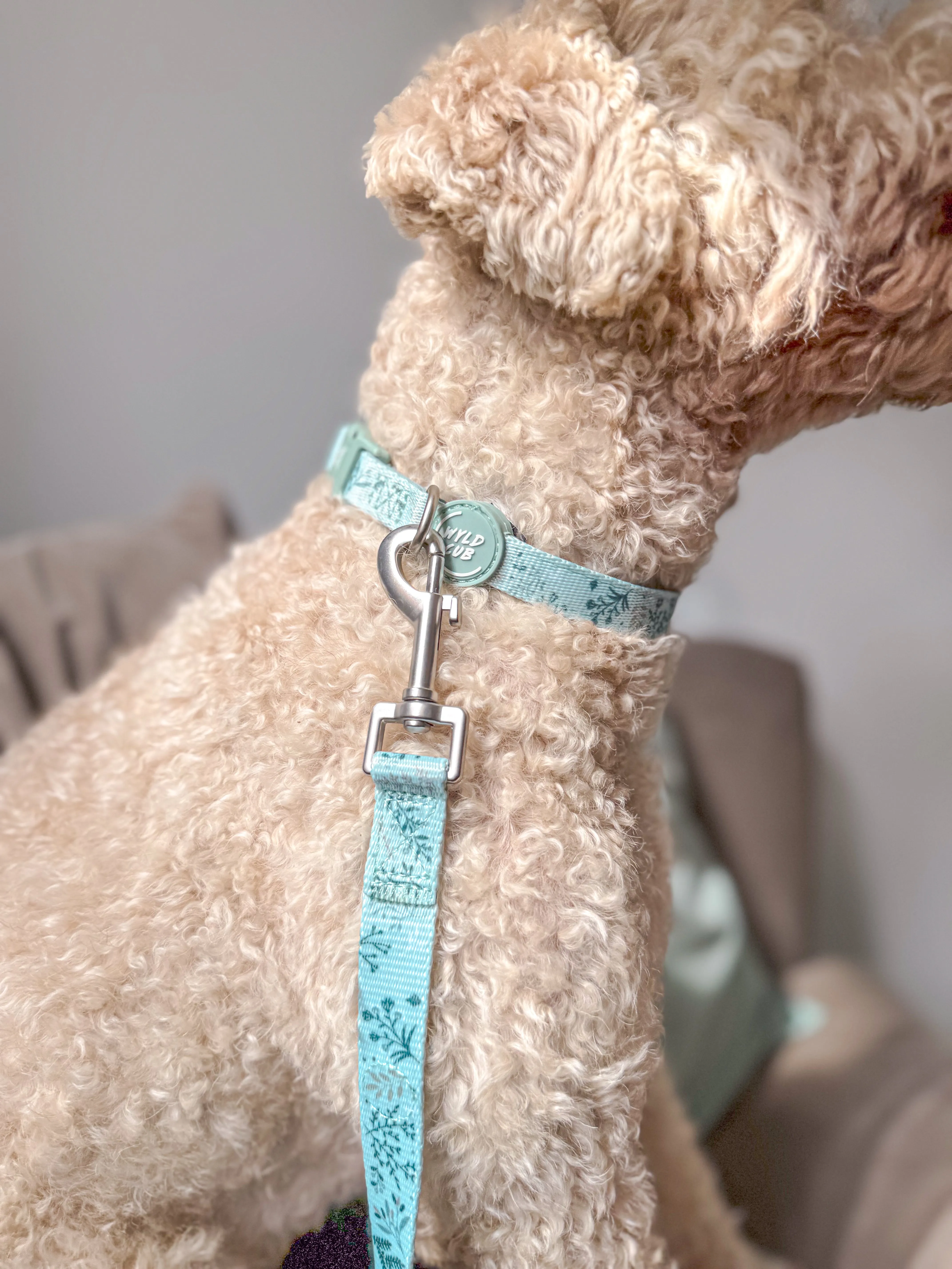 Adjustable Dog Collar: Chiswick Pistachio