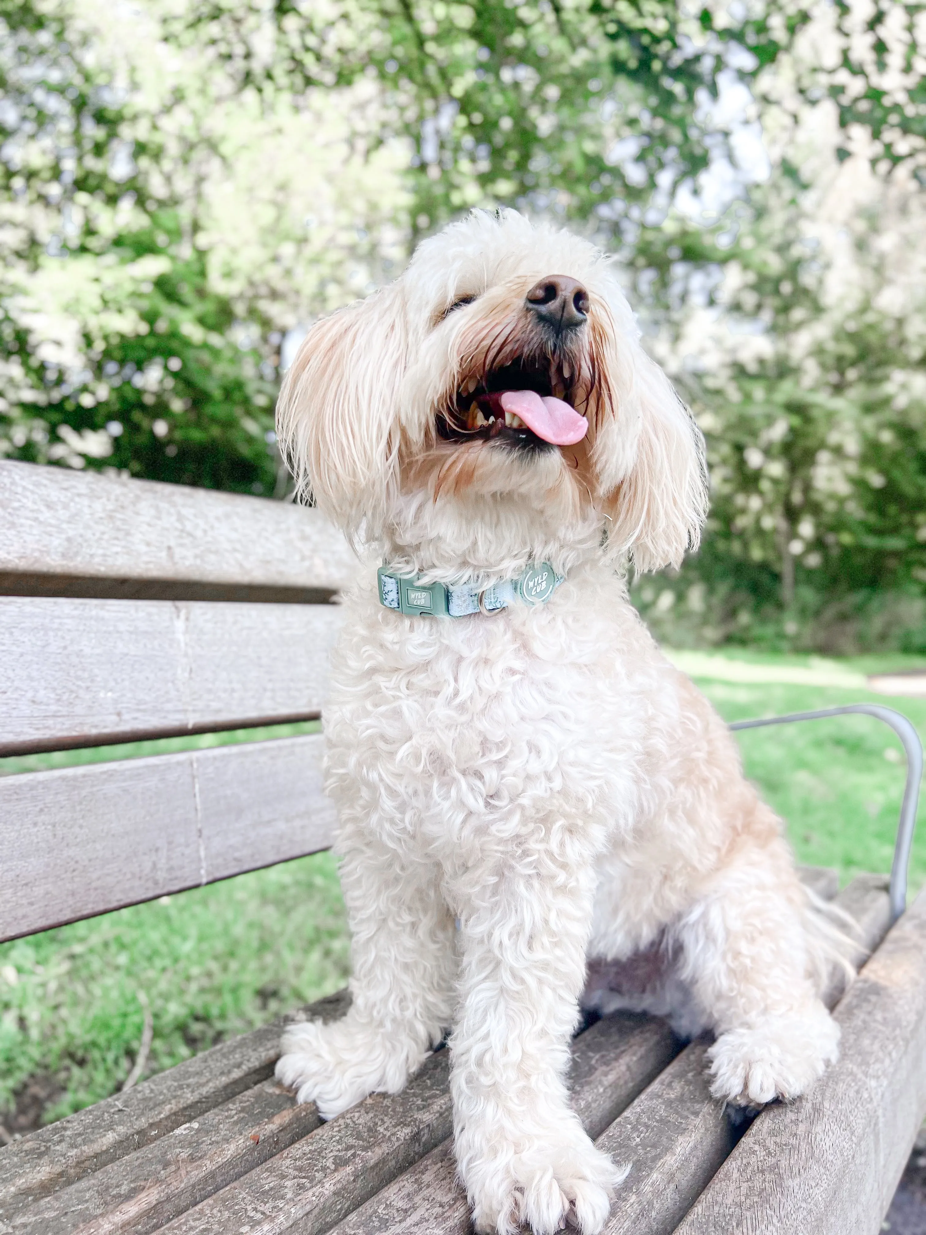 Adjustable Dog Collar: Chiswick Pistachio
