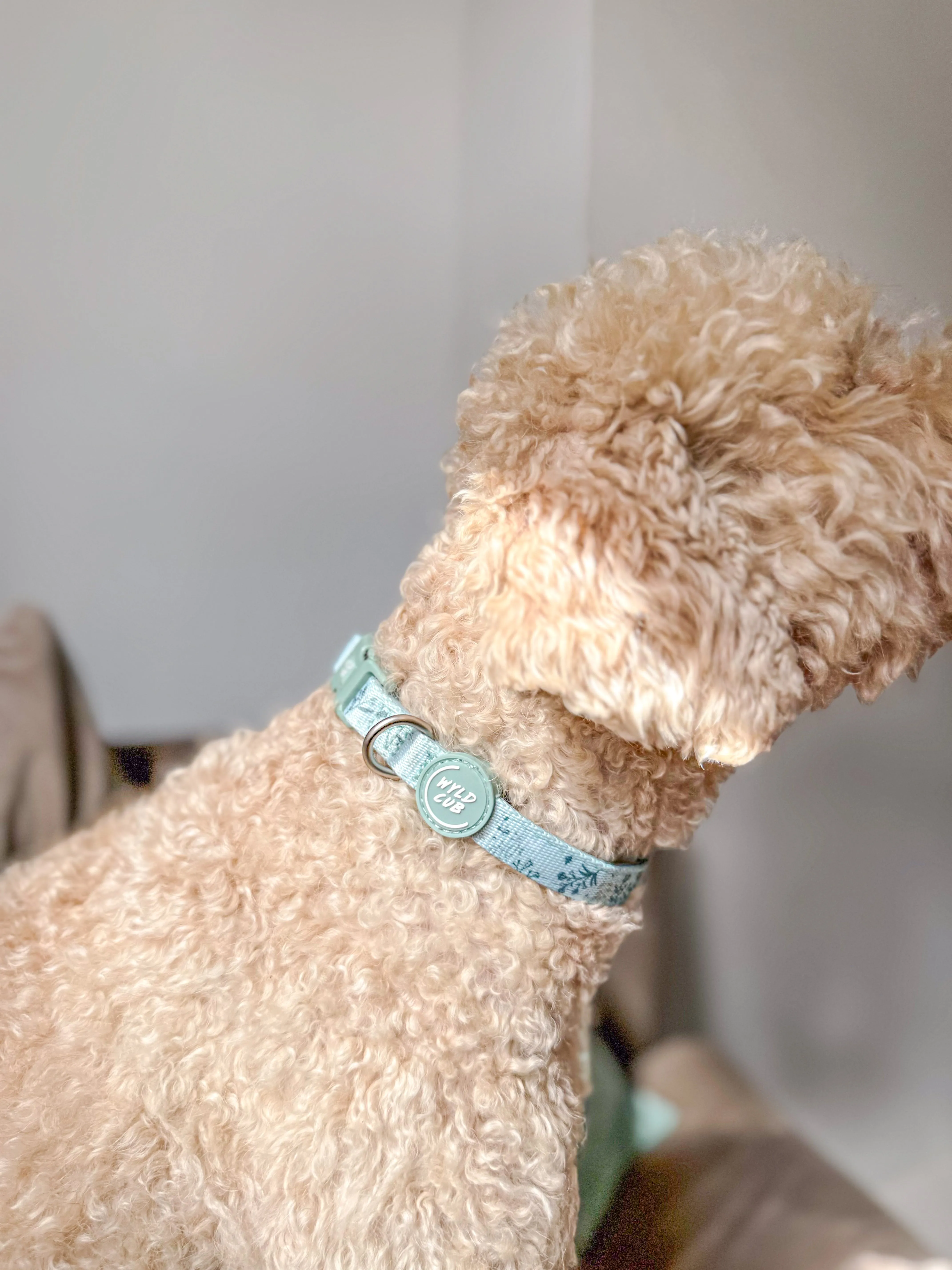 Adjustable Dog Collar: Chiswick Pistachio