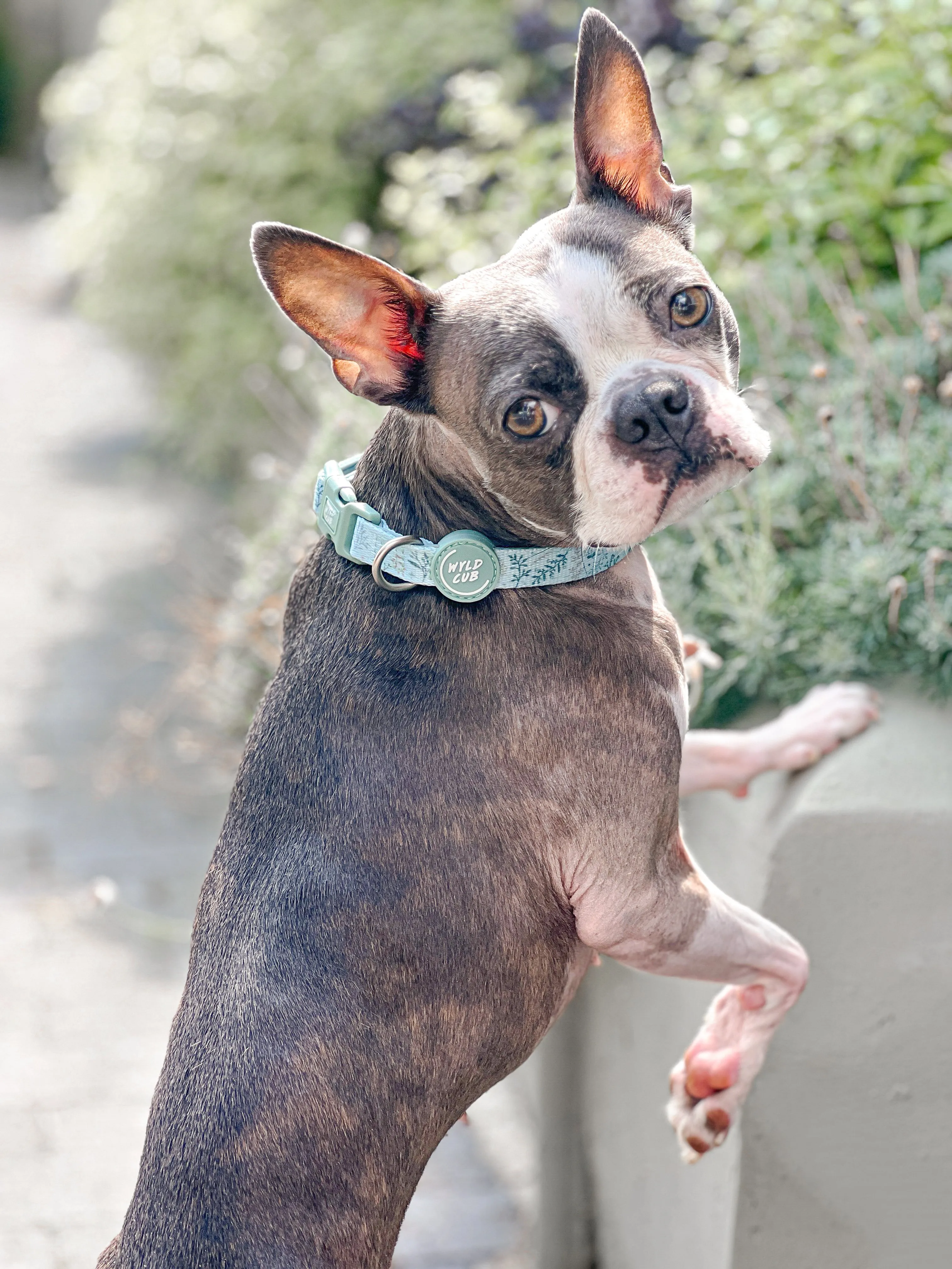 Adjustable Dog Collar: Chiswick Pistachio