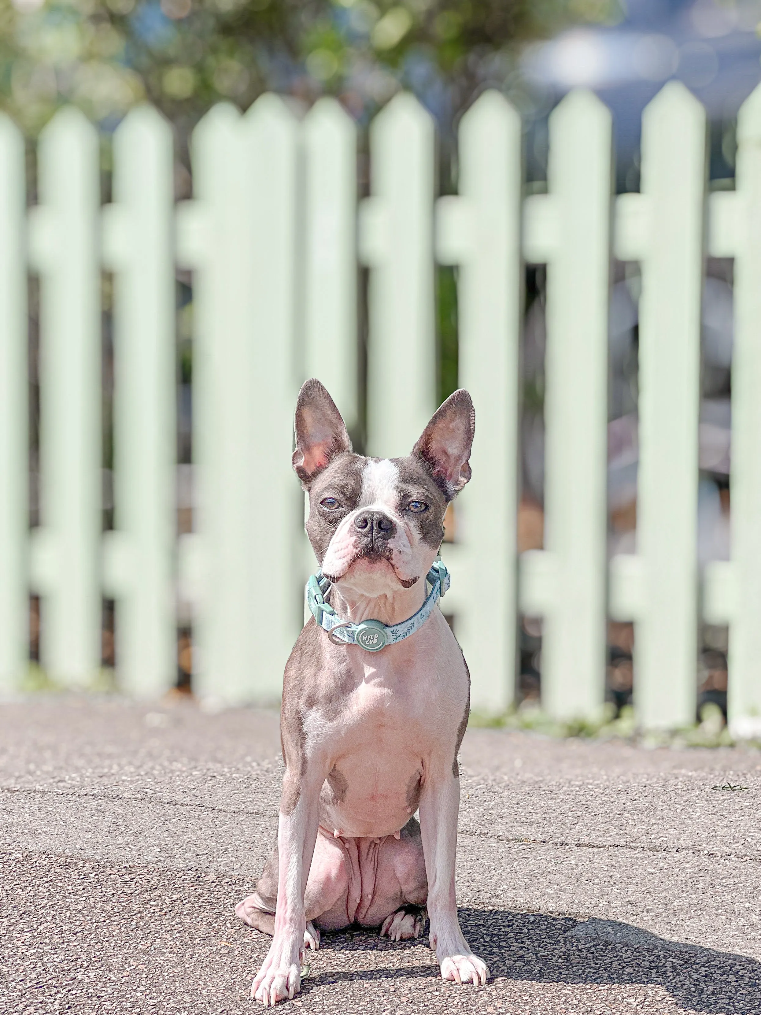 Adjustable Dog Collar: Chiswick Pistachio