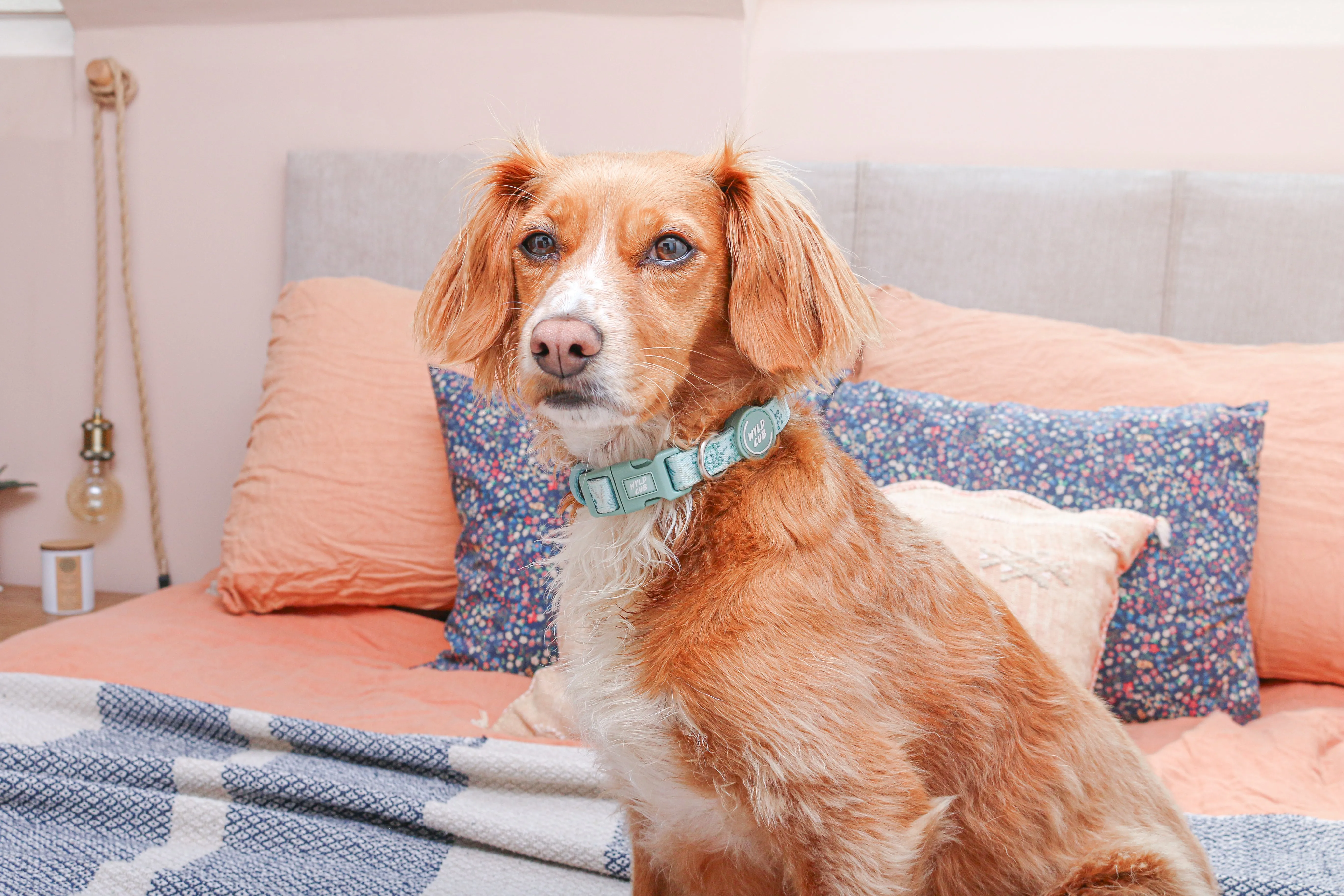 Adjustable Dog Collar: Chiswick Pistachio