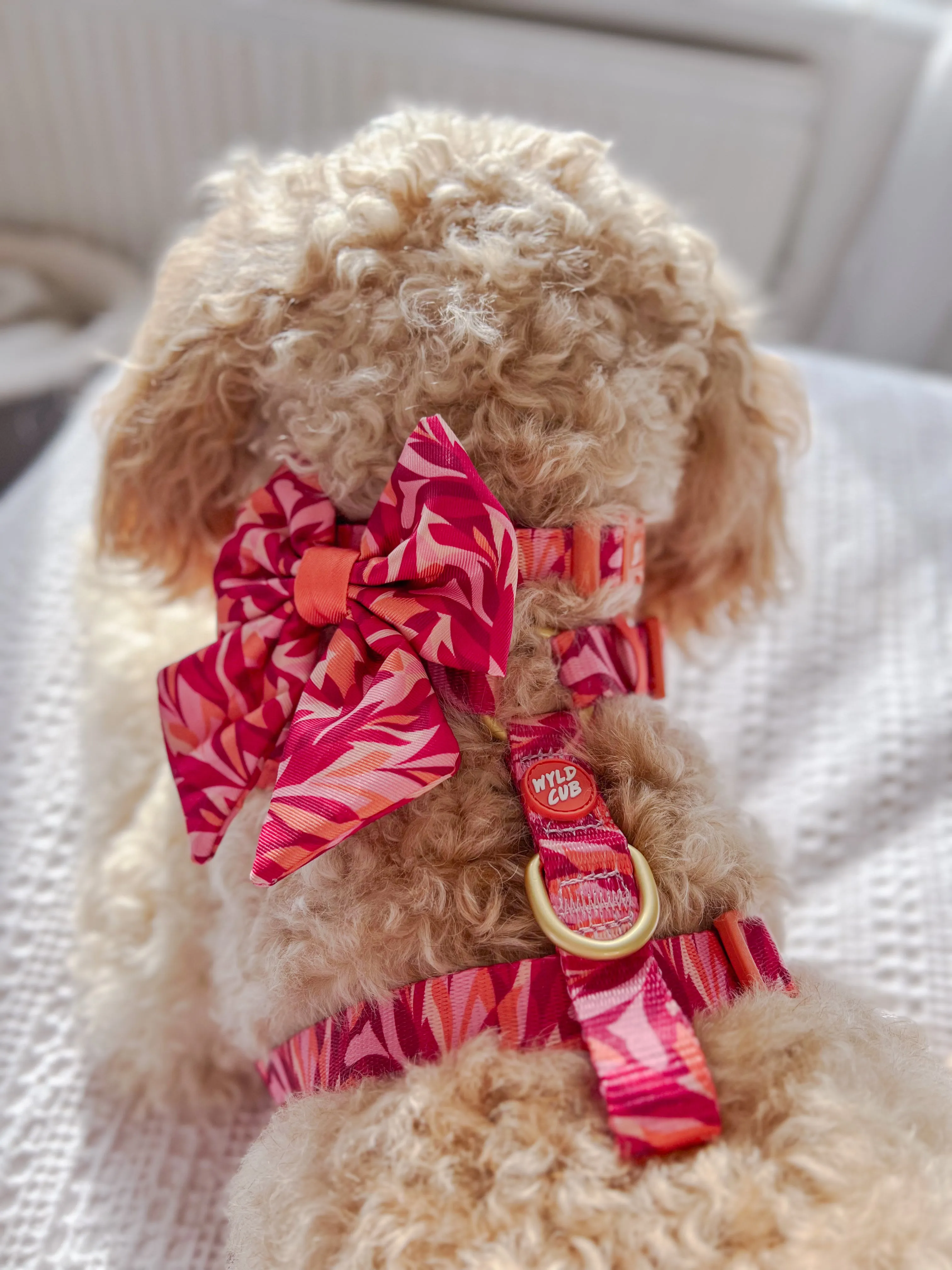 Adjustable Dog Collar: Kew Honeysuckle