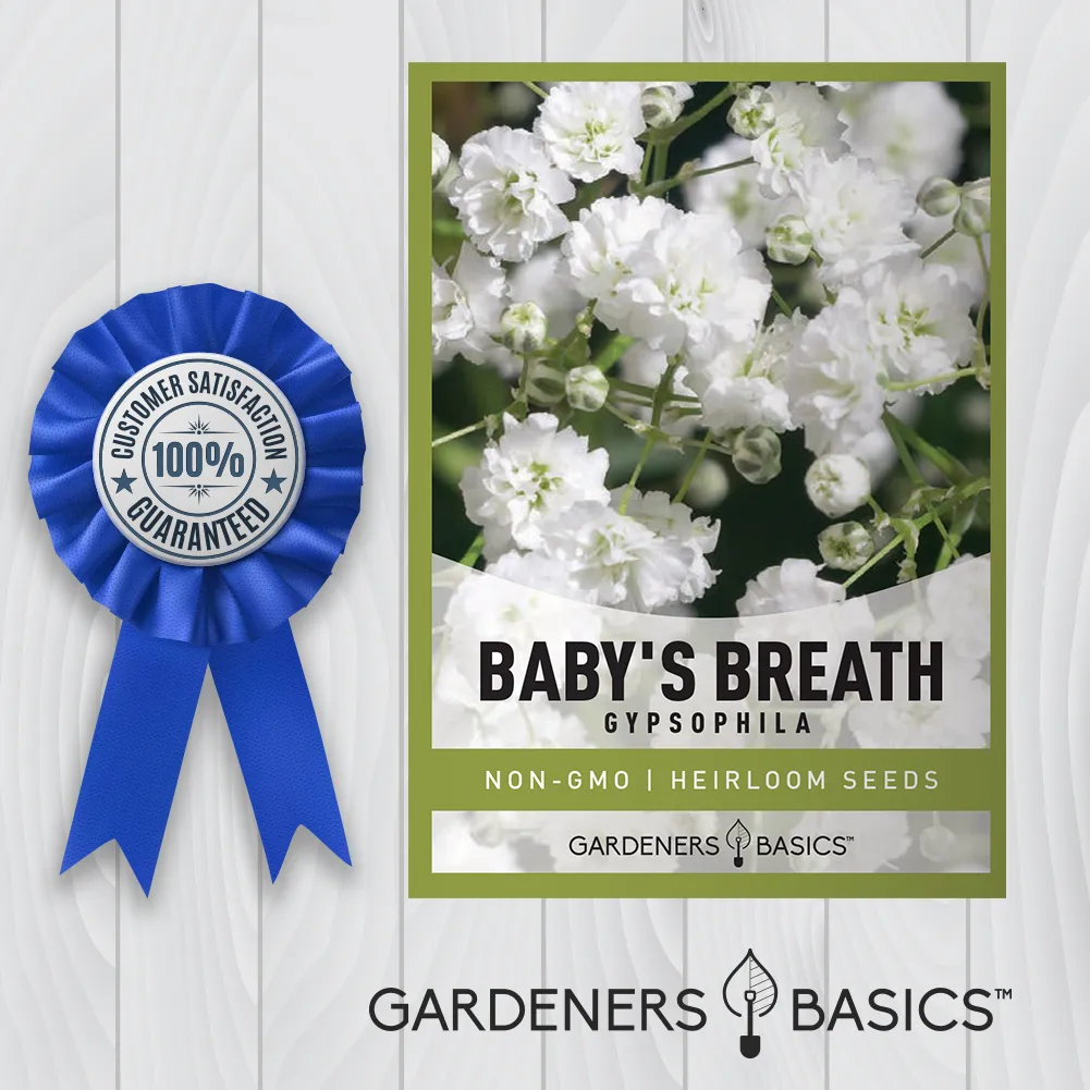 Baby's Breath Seeds