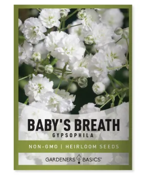 Baby's Breath Seeds