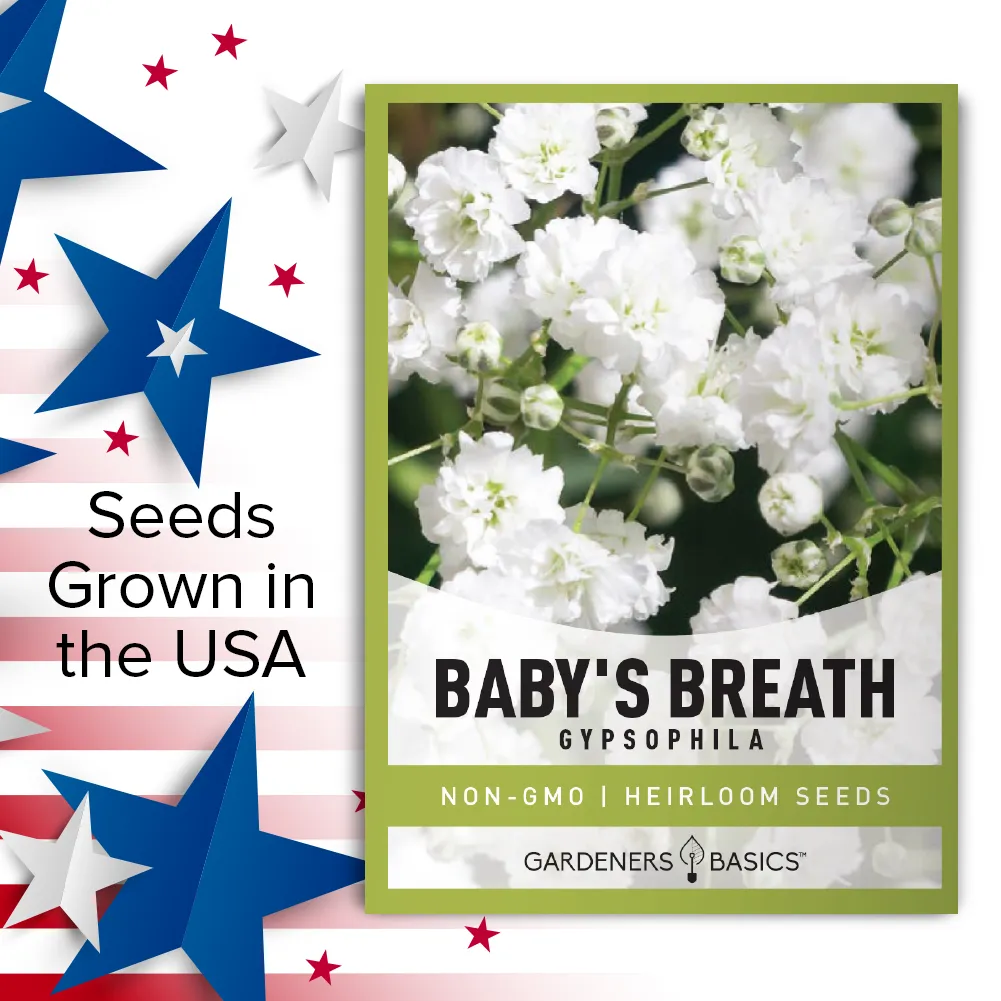 Baby's Breath Seeds