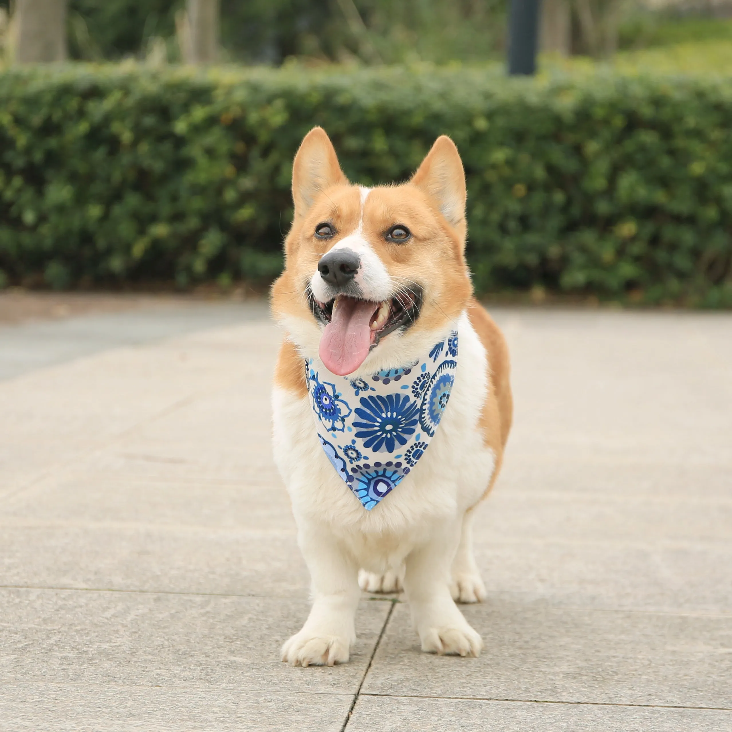 Blue Daisy Dog Collar Bandana