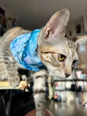 Blue Wave Pet Bandana