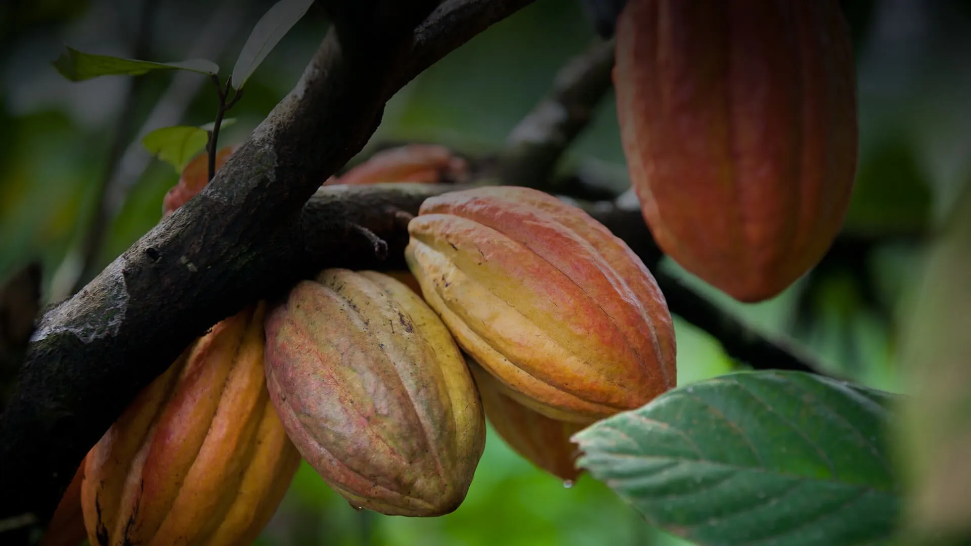 Cacao Mass/Paste (Organic & African)