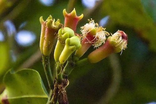CLOVE essential oil