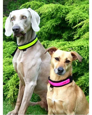 Equisafety Led Flashing Dog Collar