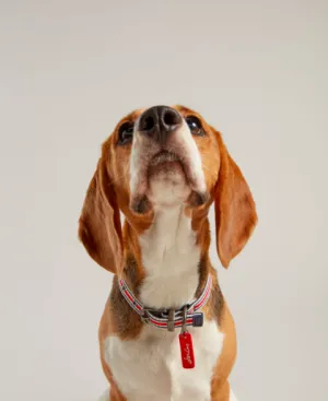 Joules Striped Dog Collar - Various Sizes & Adjustable Comfort