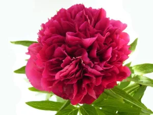 Peony Fragrance