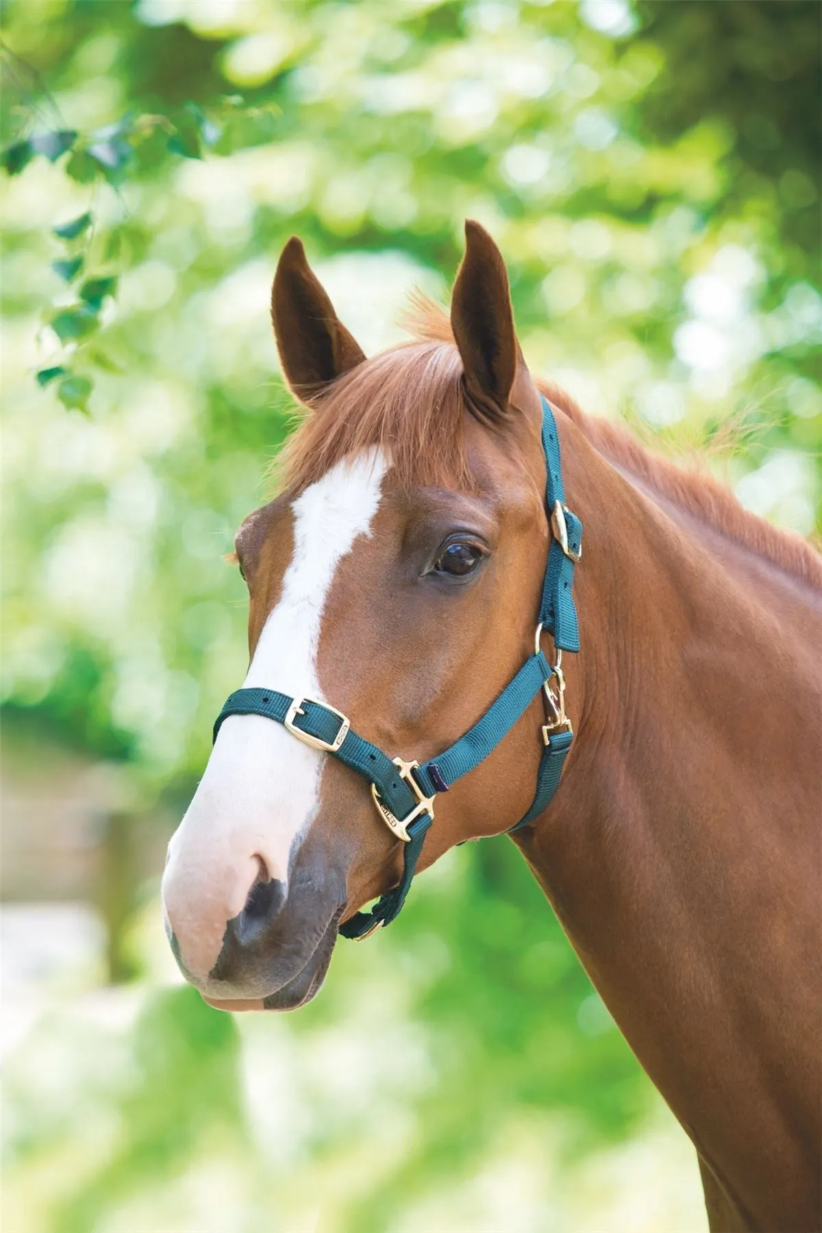 Shires Adjustable Headcollar