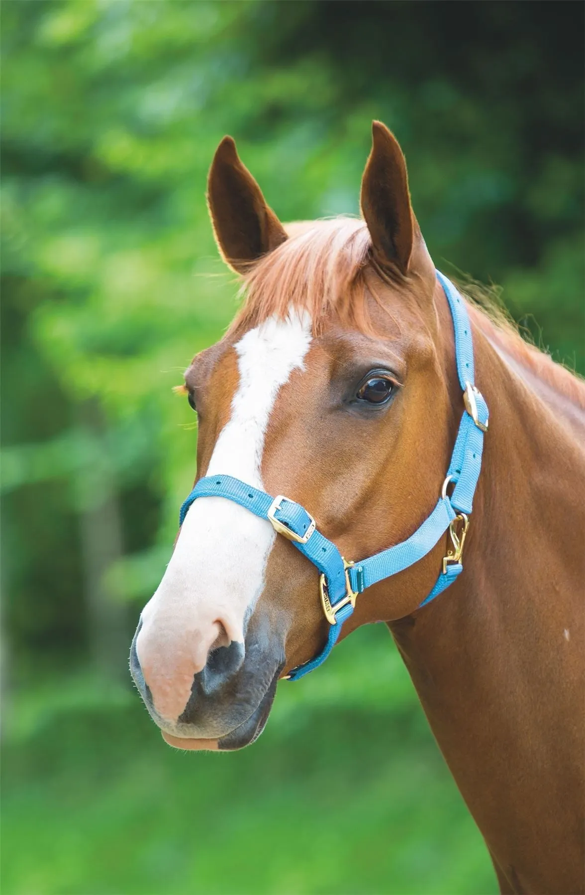 Shires Adjustable Headcollar