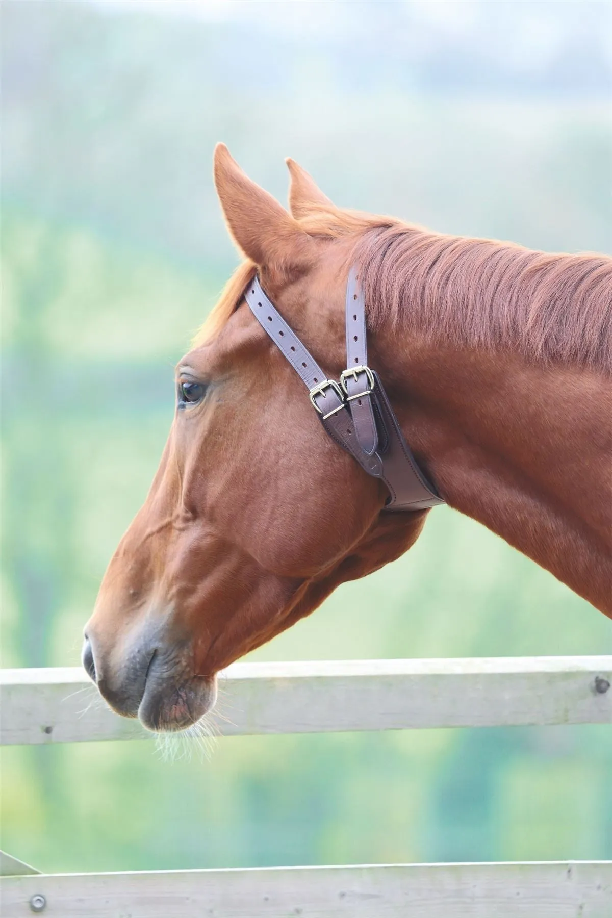 Shires Anti-Crib Collar