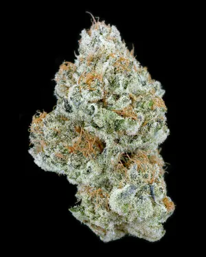 TRIM - Mimosa Breath